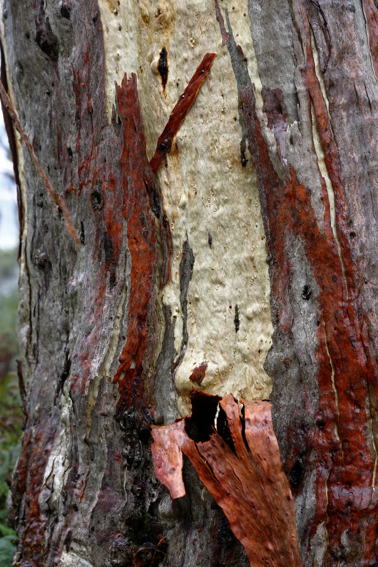 Ghost Or Showy Gum (Eucalyptus Pauciflora) — Its spreading canopy, up to 35 feet wide, offers cool shade, while delicate white flowers provide contrast