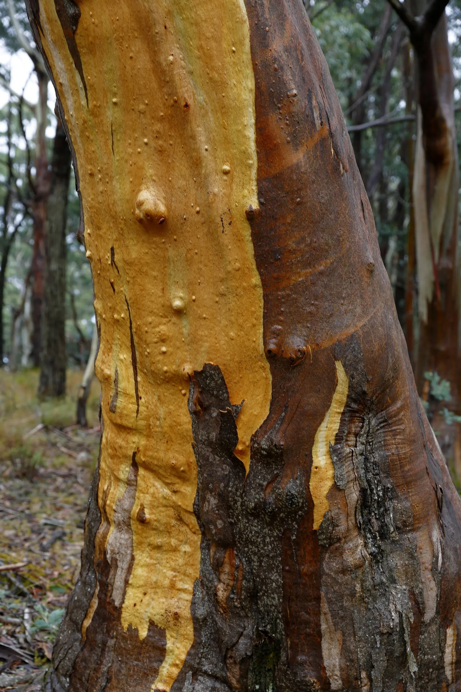 Ghost Or Showy Gum (Eucalyptus Pauciflora) — as it peels away in strips to reveal a smooth; commonly referred to as the Ghost Gum or Showy Gum