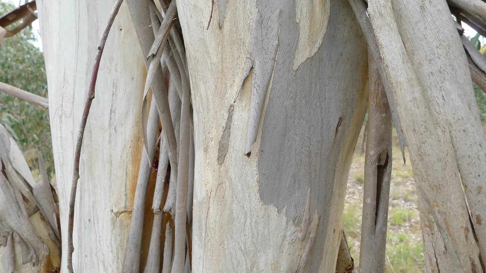 Ghost Or Showy Gum (Eucalyptus Pauciflora) — The tree prefers full sunlight exposure and well-draining soils