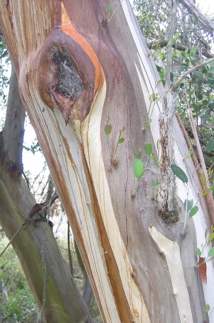 Ghost Or Showy Gum (Eucalyptus Pauciflora) — Plant in well-drained soil with full sun to partial shade for optimal growth, image 32
