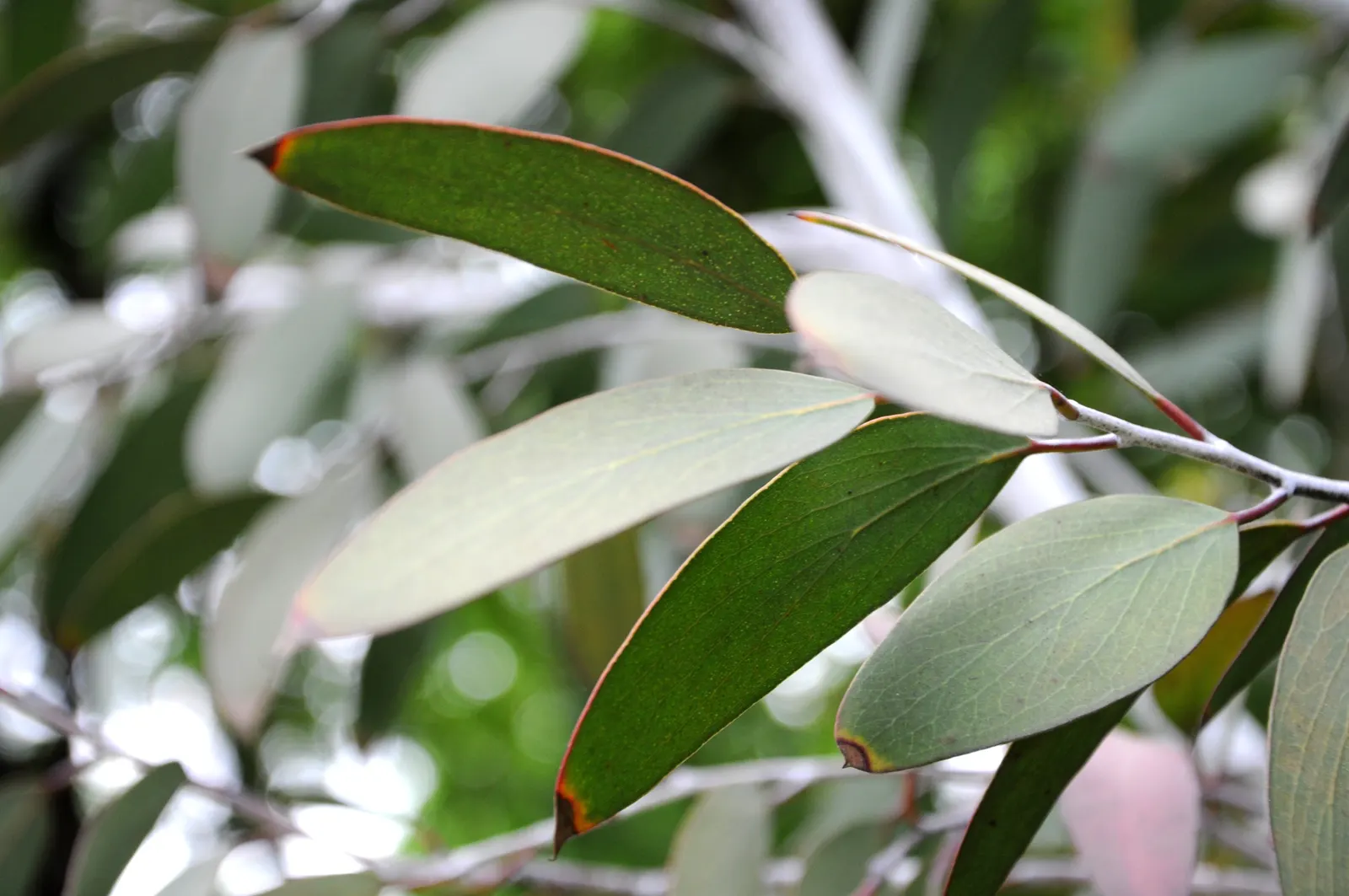 Ghost Or Showy Gum (Eucalyptus Pauciflora) — commonly known as Snow Gum