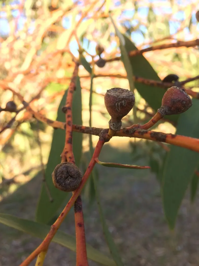 Ghost Or Showy Gum (Eucalyptus Pauciflora) — This remarkable tree is renowned for its distinctive bark that exudes a ghostly charm; shrub / tree with white