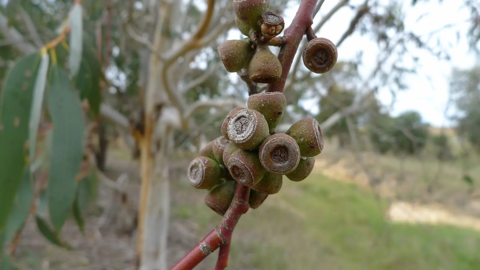 Ghost Or Showy Gum (Eucalyptus Pauciflora) — shrub / tree with white blooms
