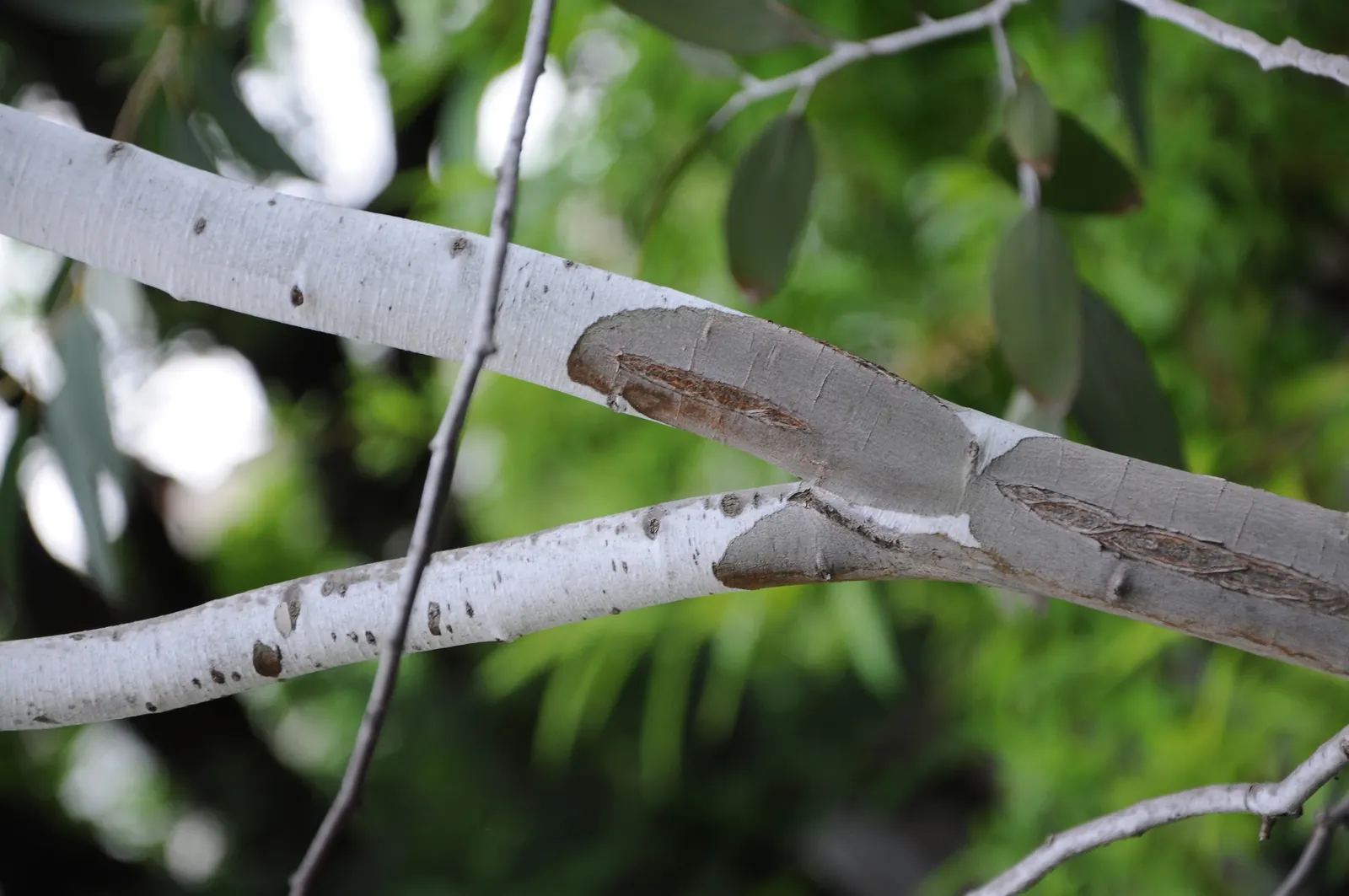 Ghost Or Showy Gum (Eucalyptus Pauciflora) — a testament to its hardiness