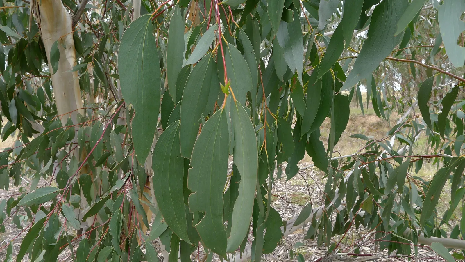 Ghost Or Showy Gum (Eucalyptus Pauciflora) — The flowers are a source of nectar for native wildlife