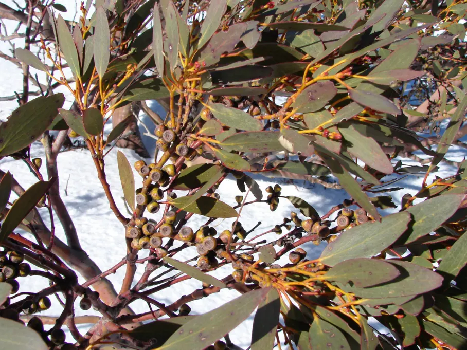 Ghost Or Showy Gum (Eucalyptus Pauciflora) — contributing to the tree's year-round visual interest.<br><br>Adaptable to a range of climates
