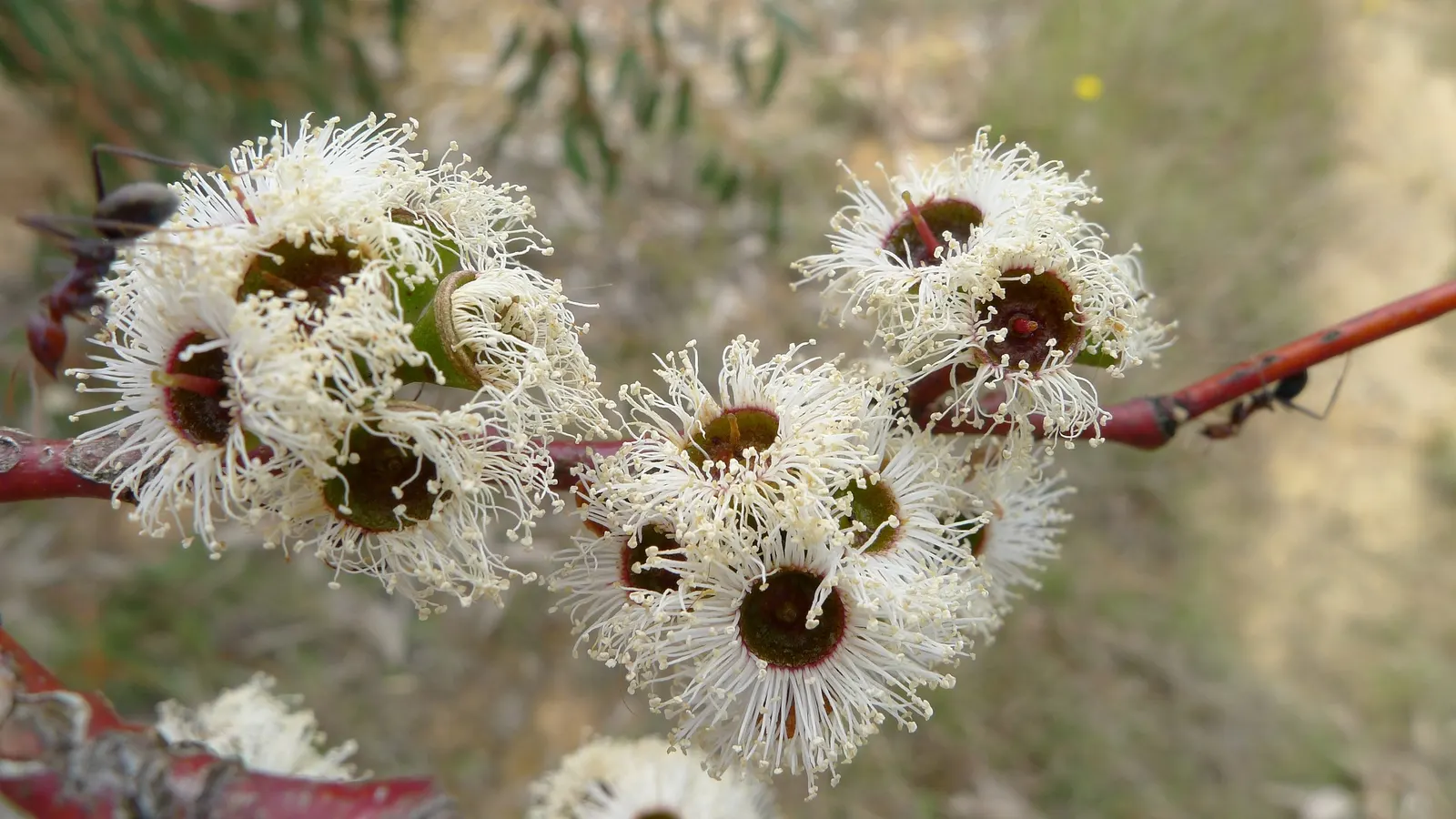 Ghost Or Showy Gum (Eucalyptus Pauciflora) — With its compelling features and resilience