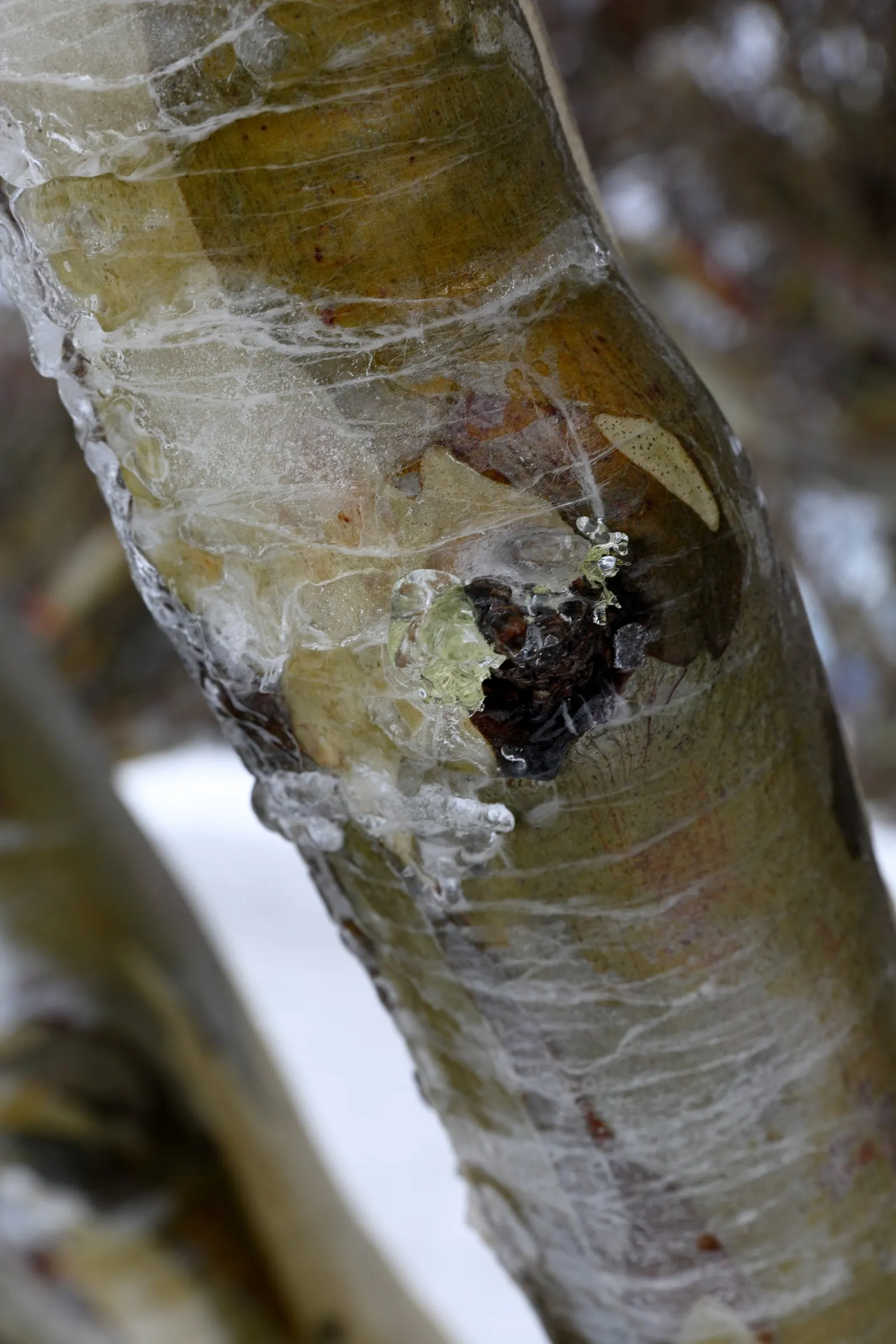 Ghost Or Showy Gum (Eucalyptus Pauciflora) — commonly referred to as the Ghost Gum or Showy Gum; contributing to the tree's year-round visual