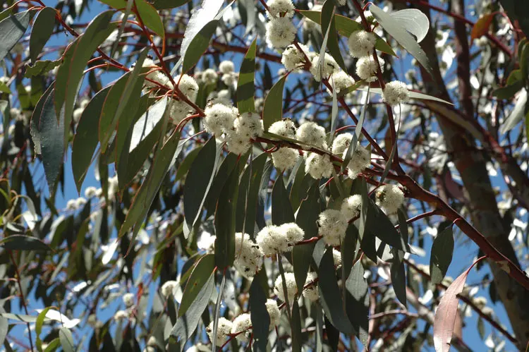 Ghost Or Showy Gum (Eucalyptus Pauciflora) — Its spreading canopy, up to 35 feet wide, offers cool shade, while delicate white flowers provide contrast; white
