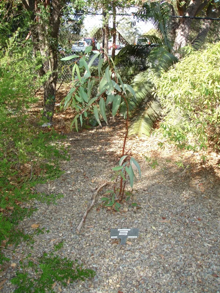Ghost Or Showy Gum (Eucalyptus Pauciflora) — boasts a striking mottled bark that peels to reveal a patchwork of white