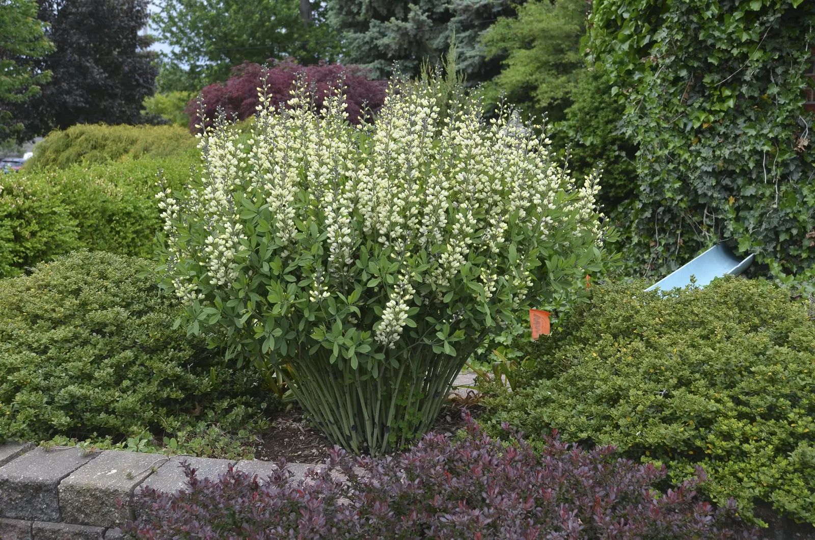 'Vanilla Cream' False Indigo (Baptisia hybrid) — Moderately drought tolerant once established
