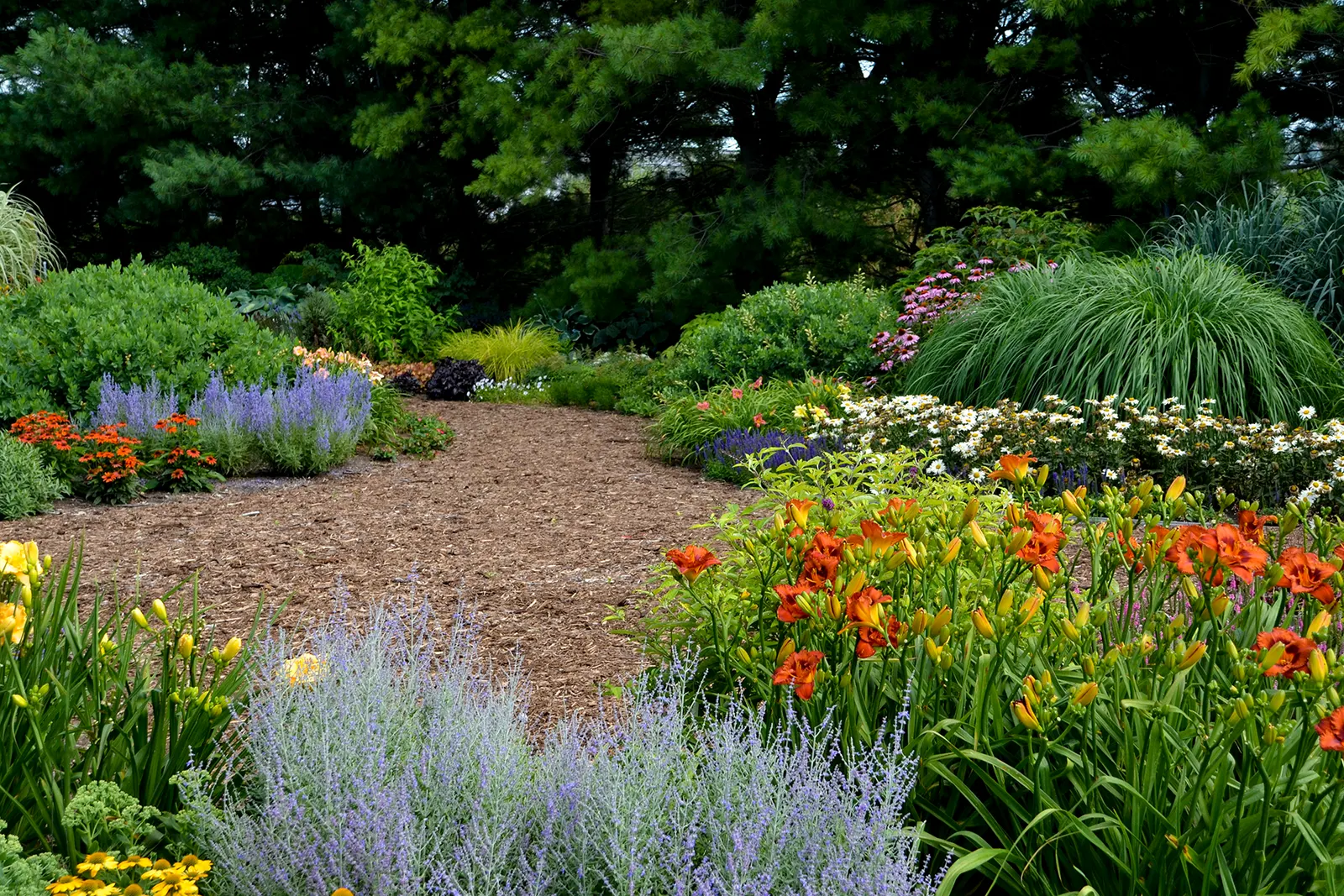 Daisy May® Shasta Daisy (Leucanthemum superbum) — and massed landscape sweeps