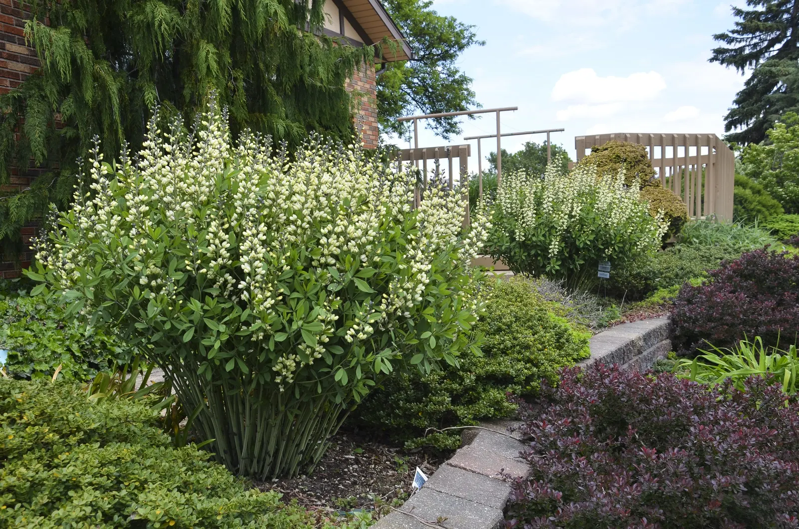 'Vanilla Cream' False Indigo (Baptisia hybrid) — information and resources