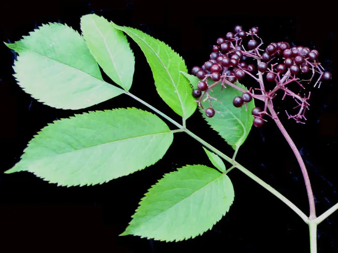 Elderberry (Sambucus Canadensis) — each leaflet measuring 2 to 6 inches long