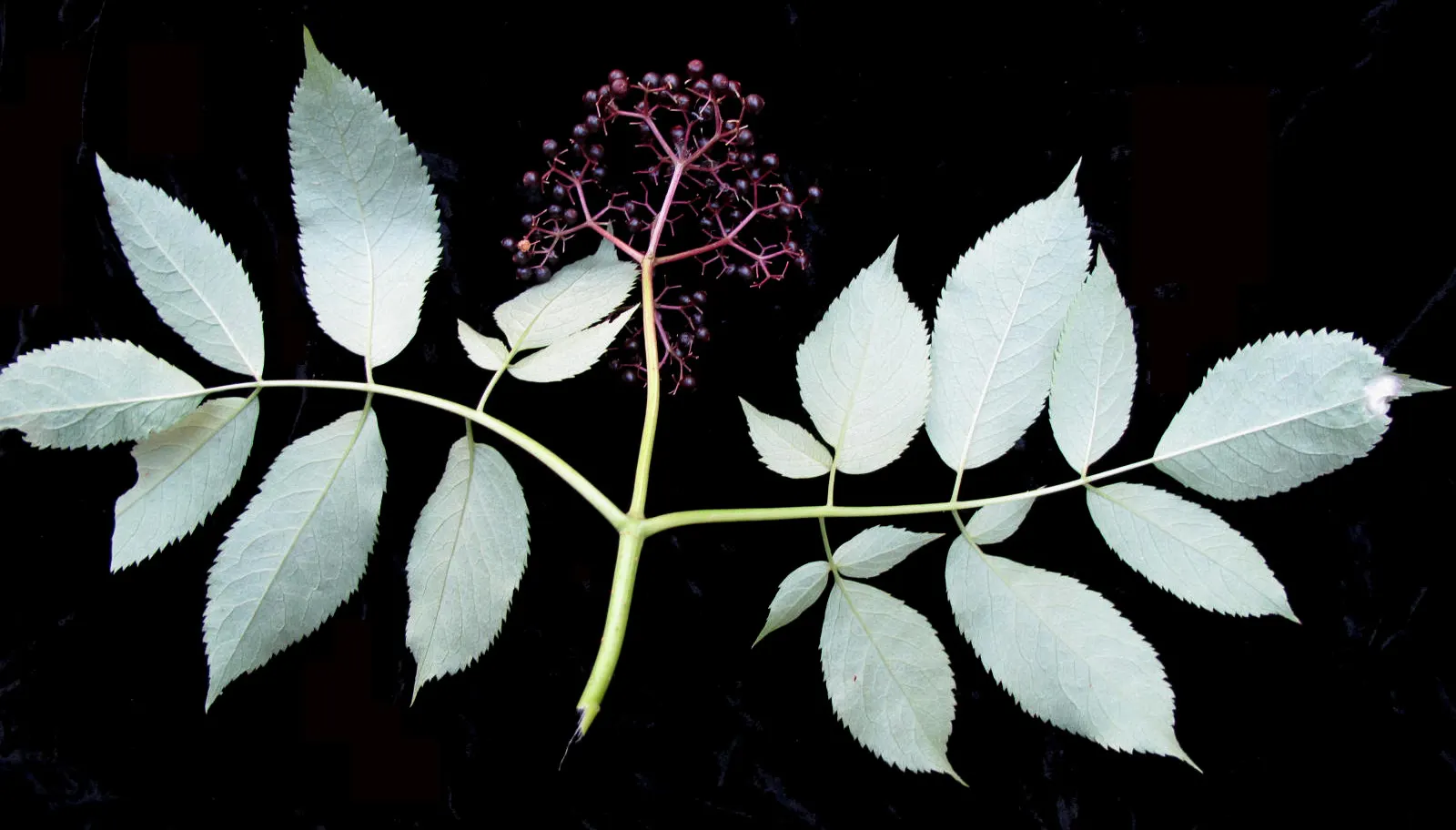 Elderberry (Sambucus Canadensis) — In the late spring to early summer