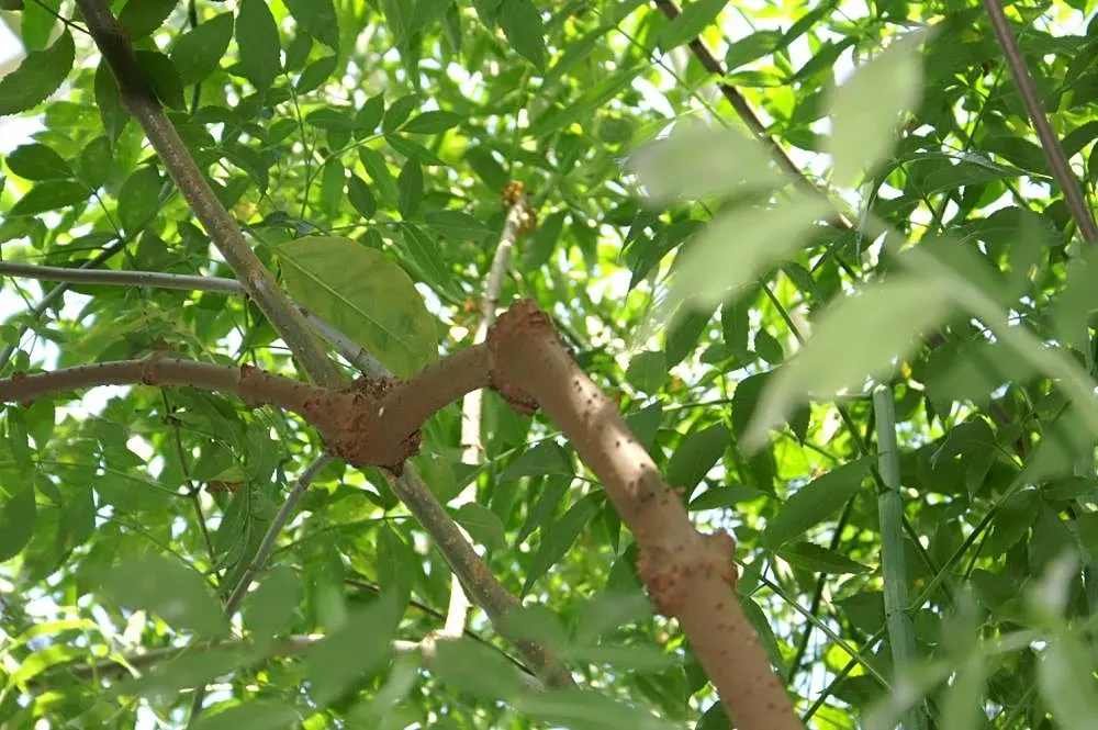 Elderberry (Sambucus Canadensis) — commonly 6 to 10 inches in diameter, image 41