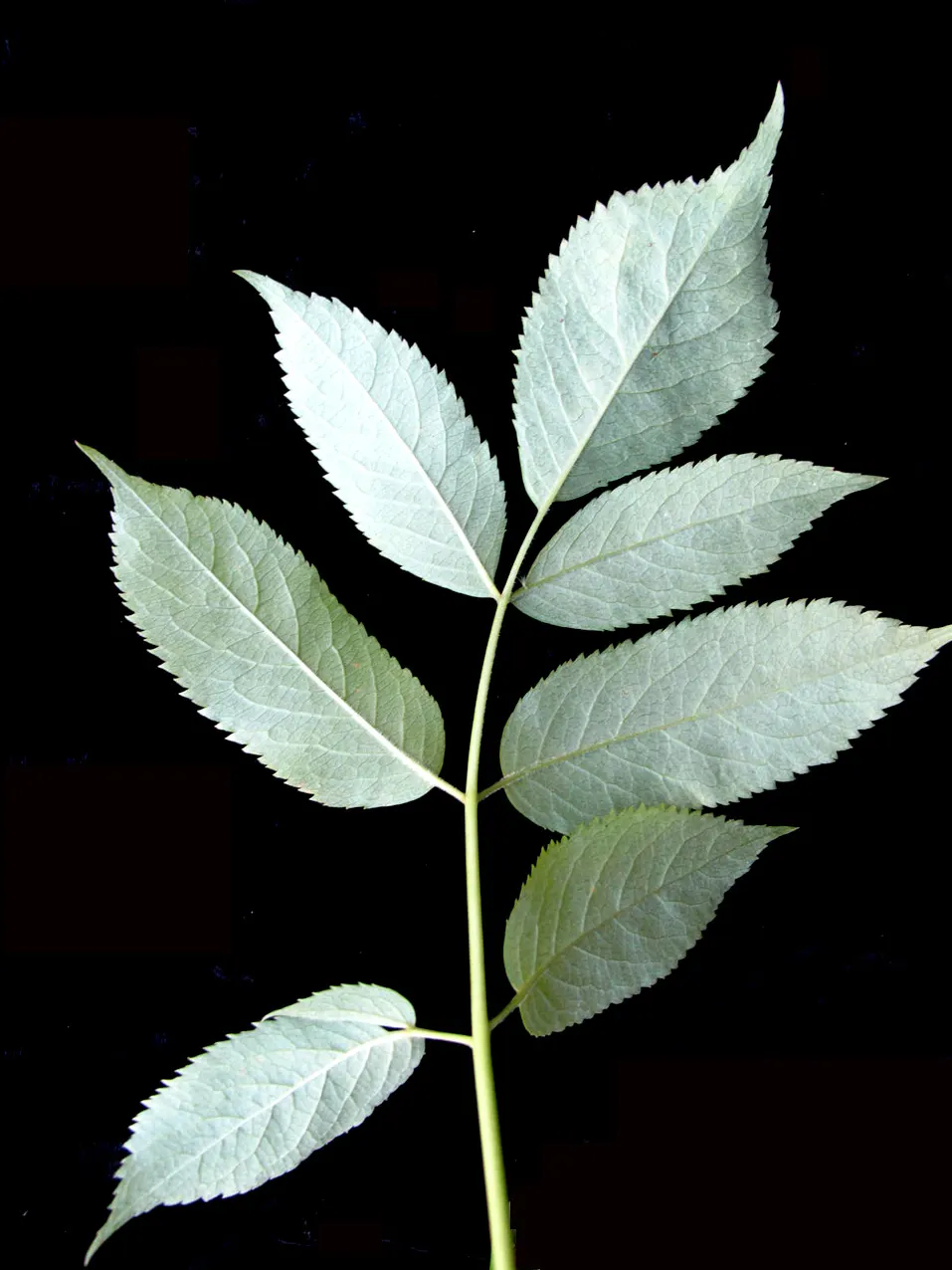 Elderberry (Sambucus Canadensis) — It adapts to a range of soil conditions, preferring moist, well-drained sites, image 59