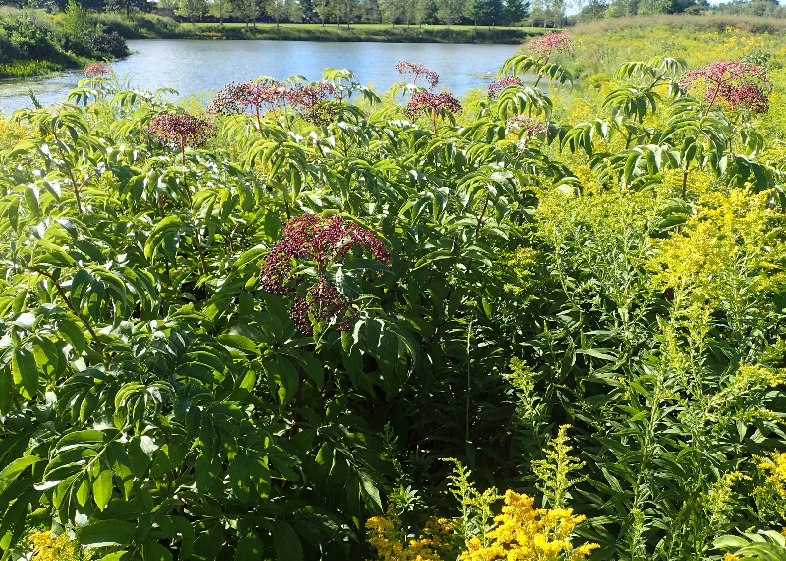 Elderberry (Sambucus Canadensis) — but can benefit from occasional pruning to maintain shape and encourage fruit production