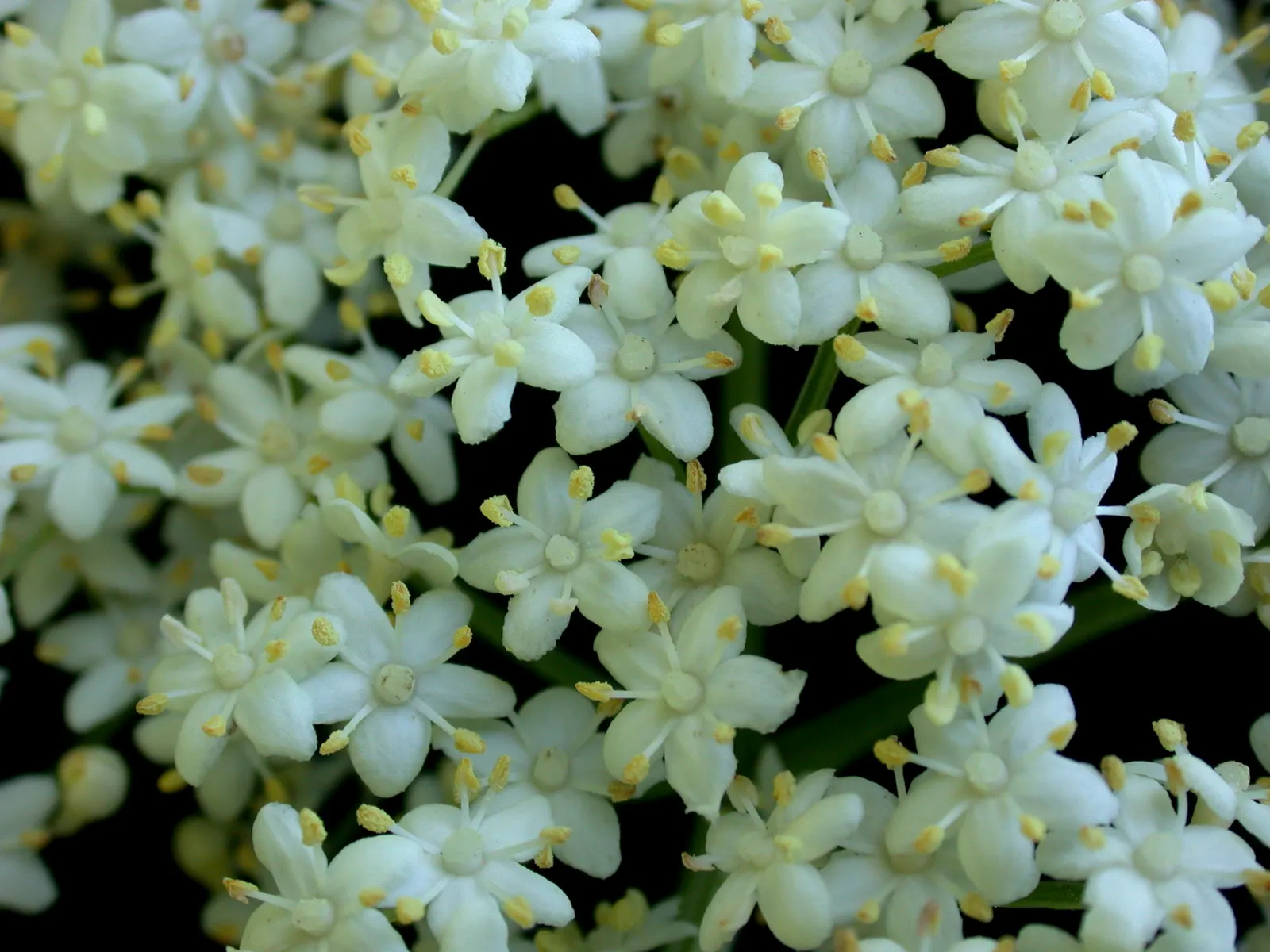 Elderberry (Sambucus Canadensis) — about 1/4 inch in diameter; providing nectar for pollinators