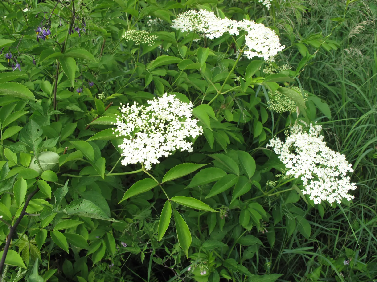 Elderberry (Sambucus Canadensis) — shrub with white blooms