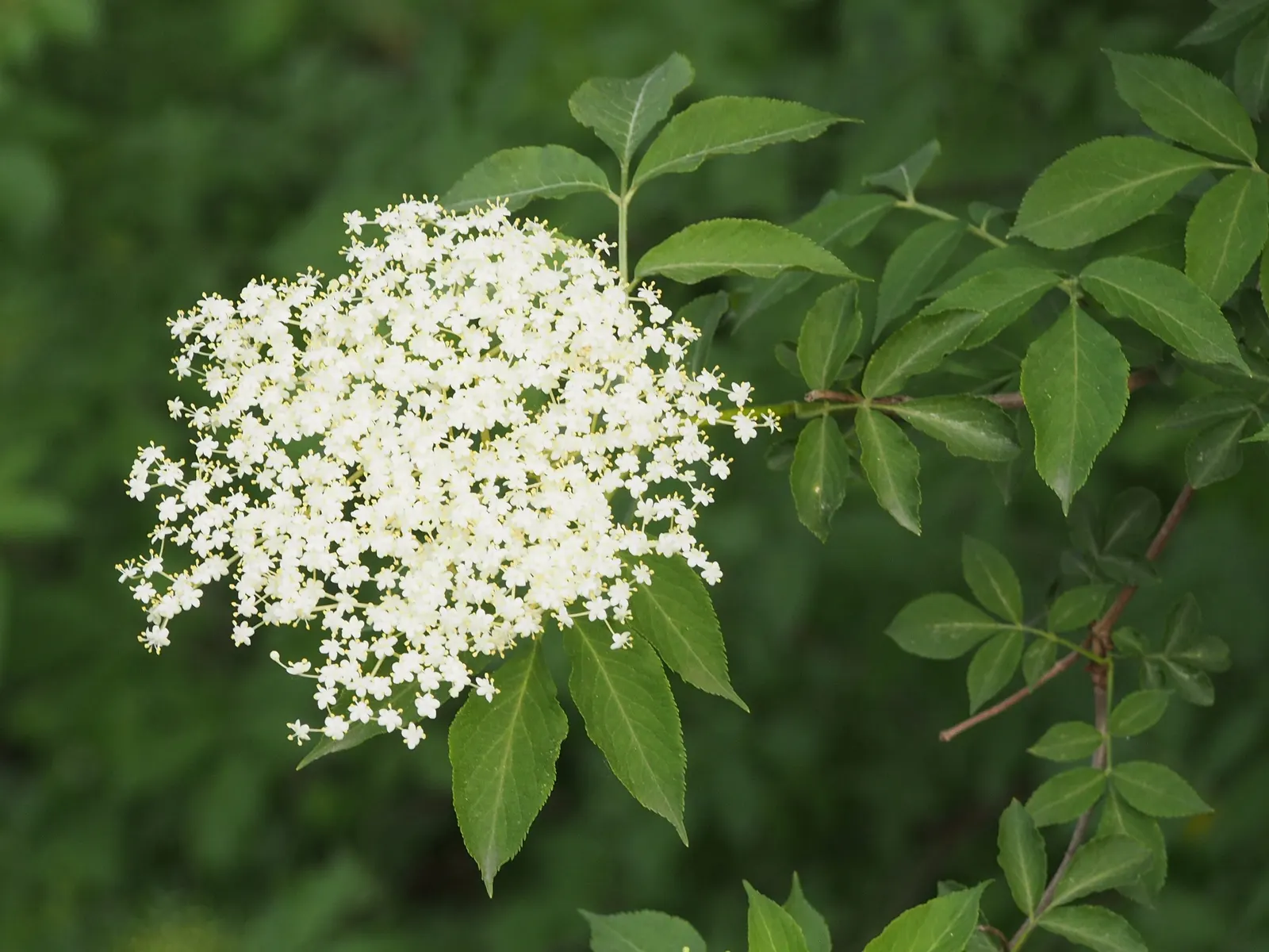 Elderberry (Sambucus Canadensis) — commonly 6 to 10 inches in diameter, image 68