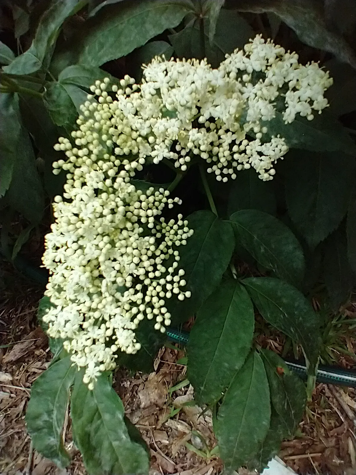 Elderberry (Sambucus Canadensis) — Typically growing to a mature height of 5 to 12 feet; shrub with white blooms, image 62