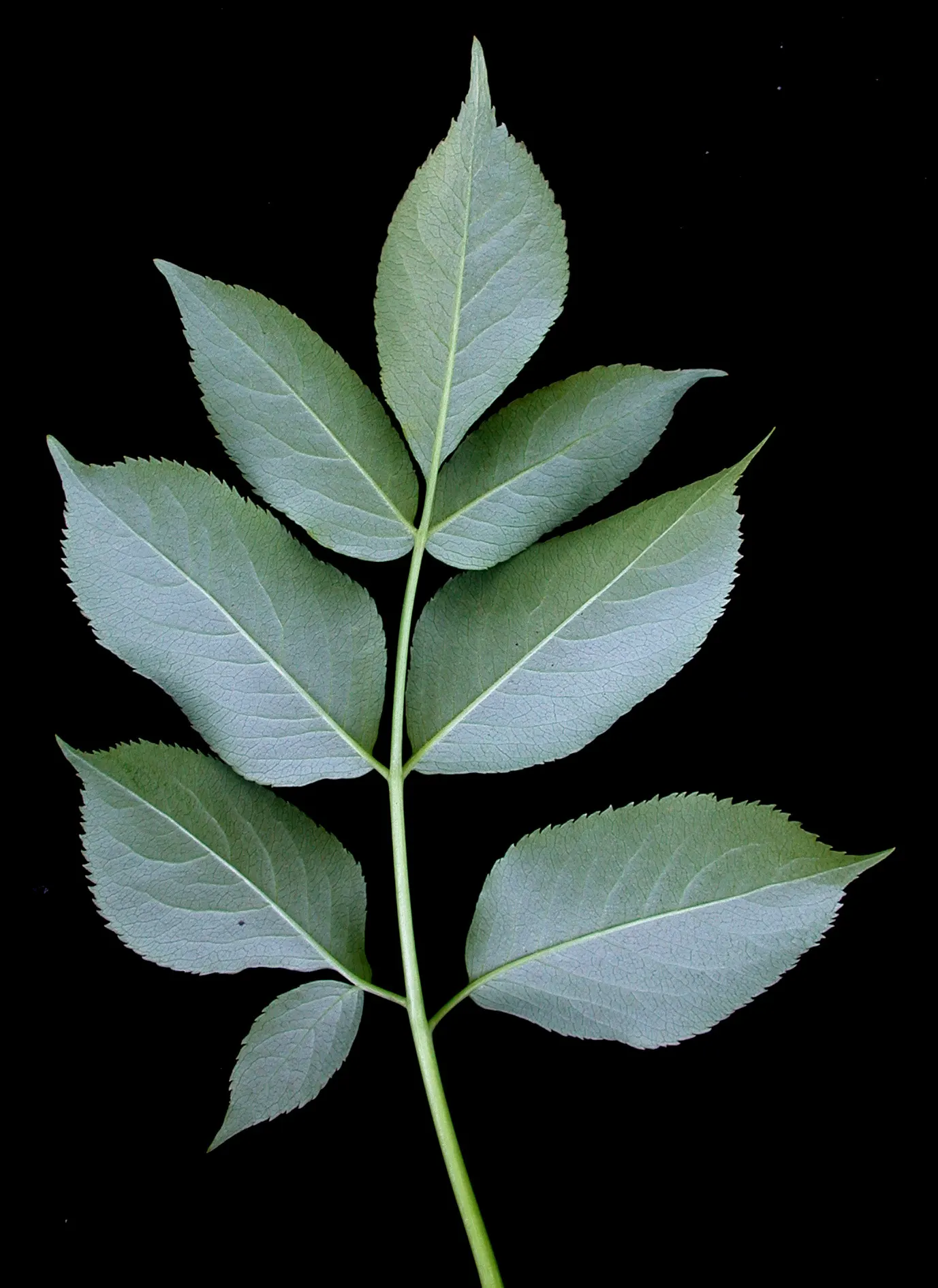 Elderberry (Sambucus Canadensis) — about 1/4 inch in diameter