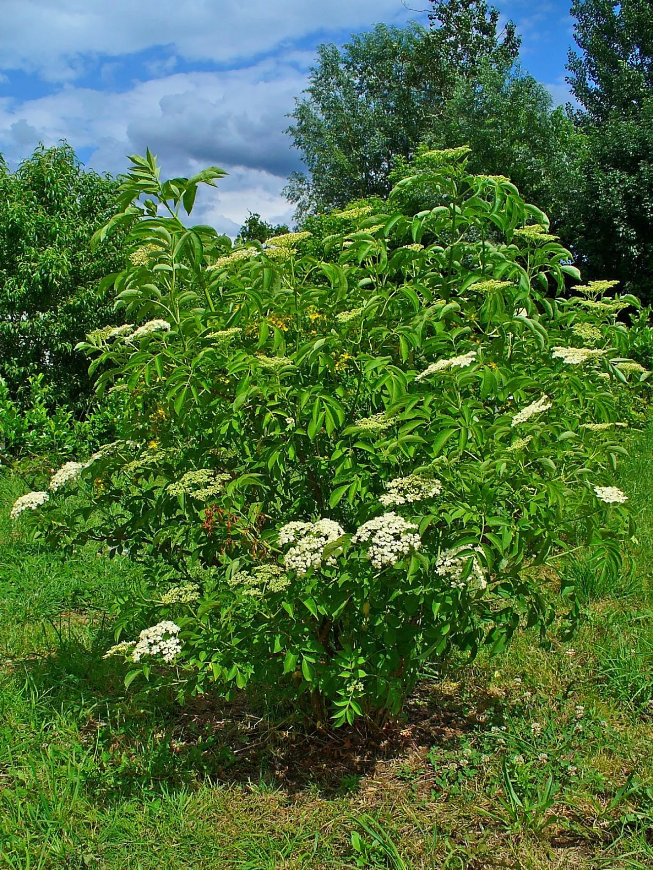 Elderberry (Sambucus Canadensis) — The plant thrives in USDA Hardiness Zones 3 through 9; the elderberry bursts into clusters of creamy white, image 64