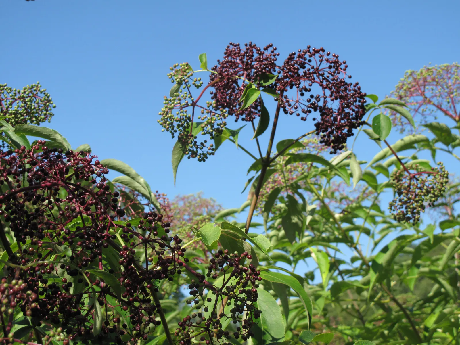 Elderberry (Sambucus Canadensis) — which mature into dark purple berries coveted by wildlife