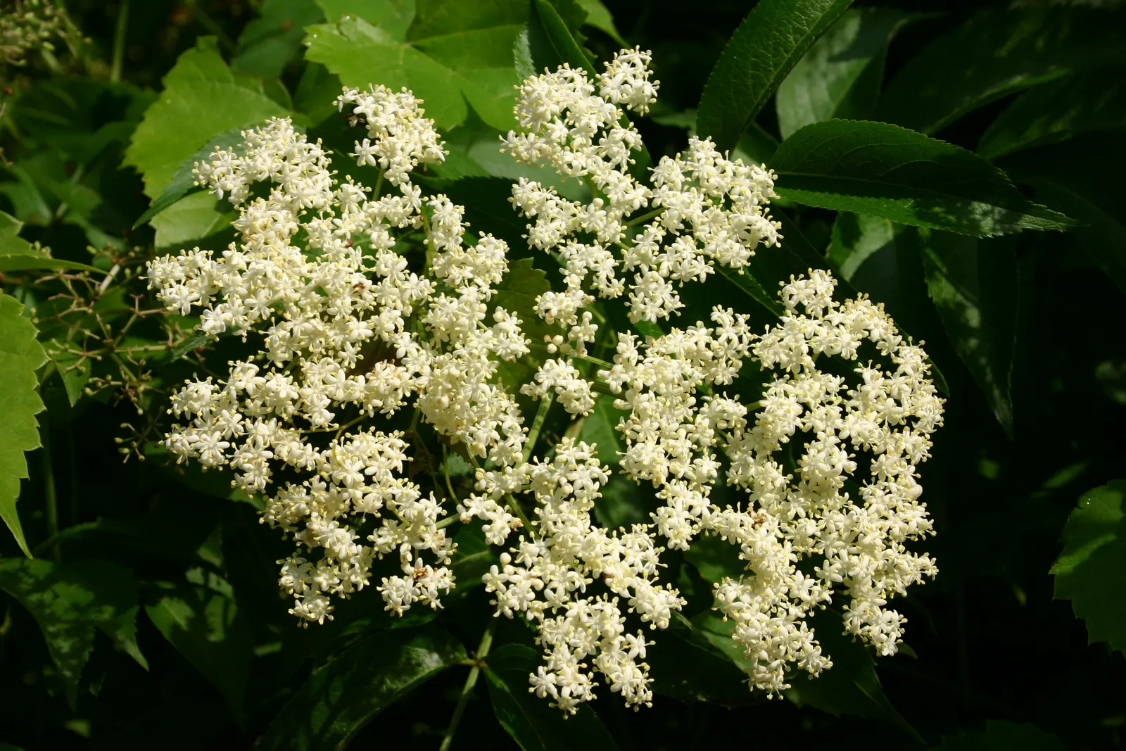 Elderberry (Sambucus Canadensis) — shrub for full or half; while also providing potential edible yields for the homeowner