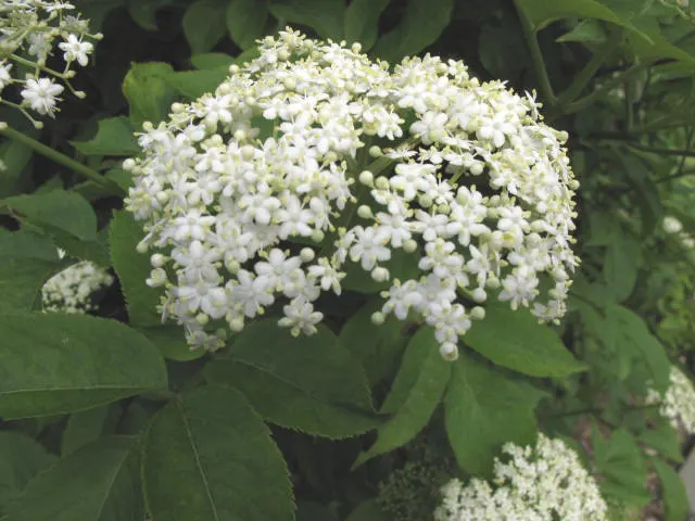 Elderberry (Sambucus Canadensis) — the elderberry bursts into clusters of creamy white flowers; is a versatile and hardy deciduous shrub native to, image 67