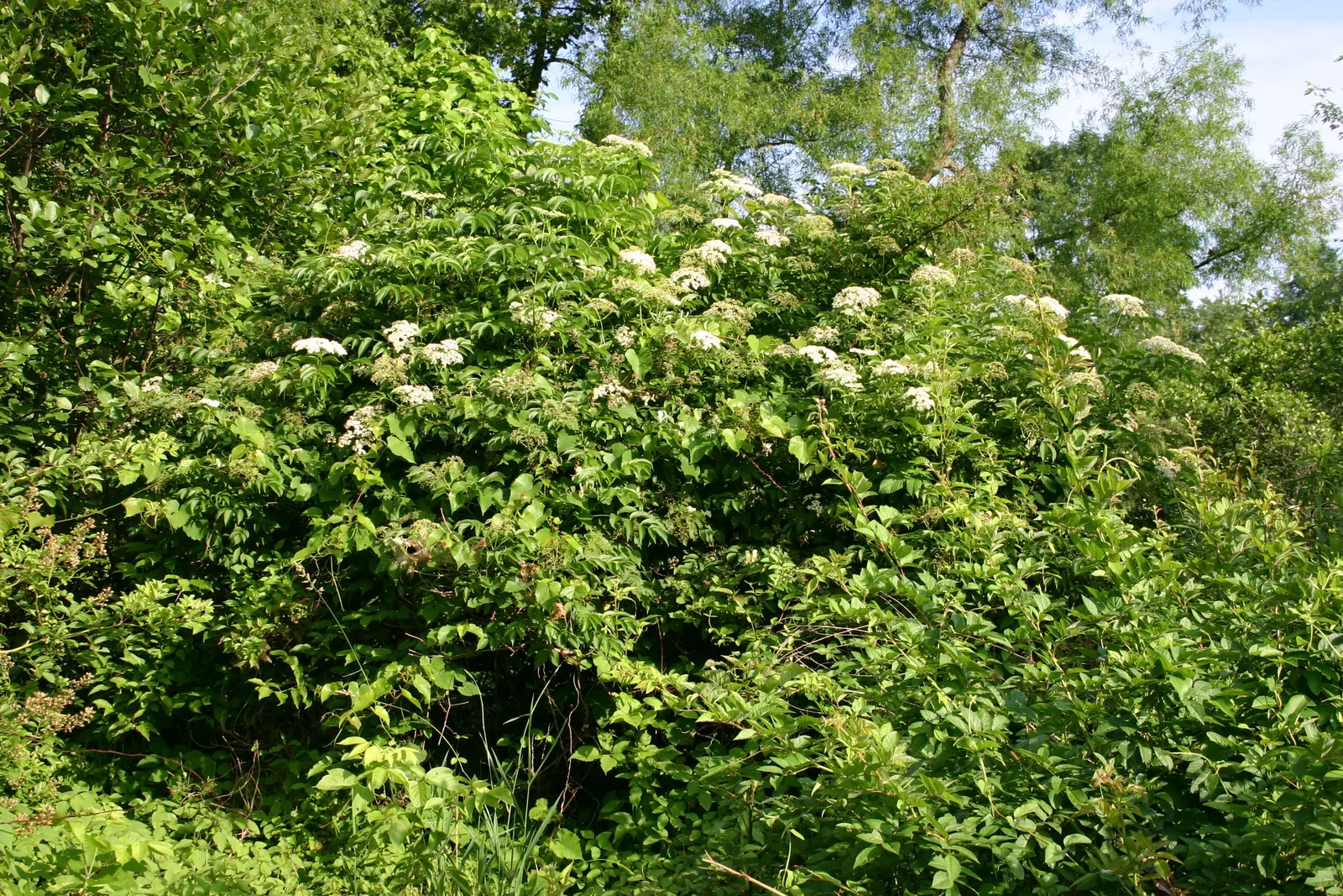 Elderberry (Sambucus Canadensis) — They are relatively low-maintenance; features clusters of small white-to-cream flowers in spring