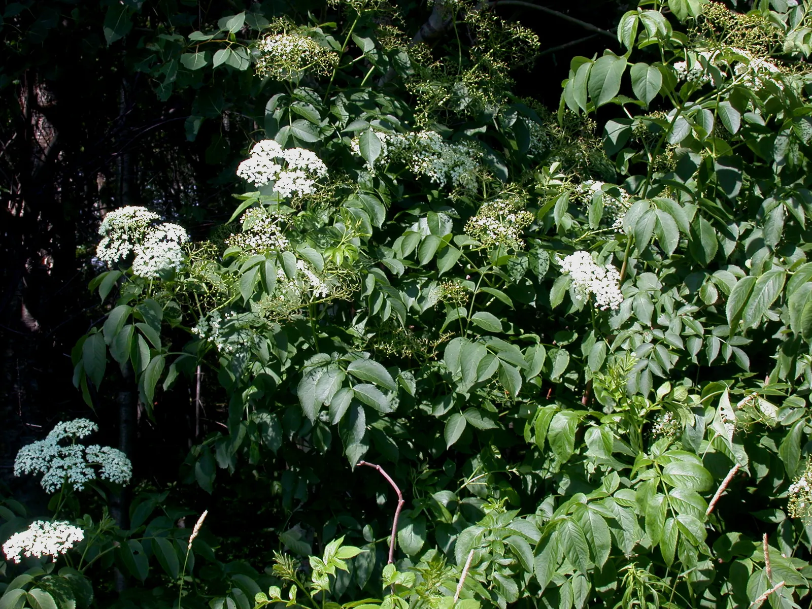 Elderberry (Sambucus Canadensis) — white flowers in the garden; the plant thrives in USDA Hardiness Zones 3 through 9, image 79
