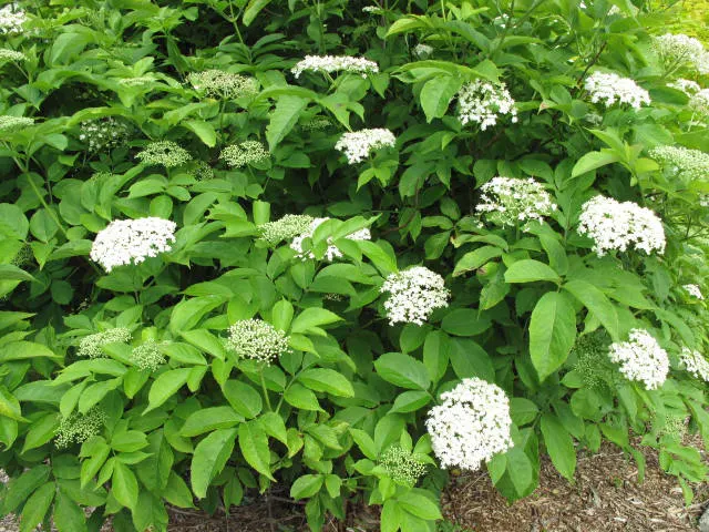Elderberry (Sambucus Canadensis) — each leaflet measuring 2 to 6 inches long; they are relatively low-maintenance
