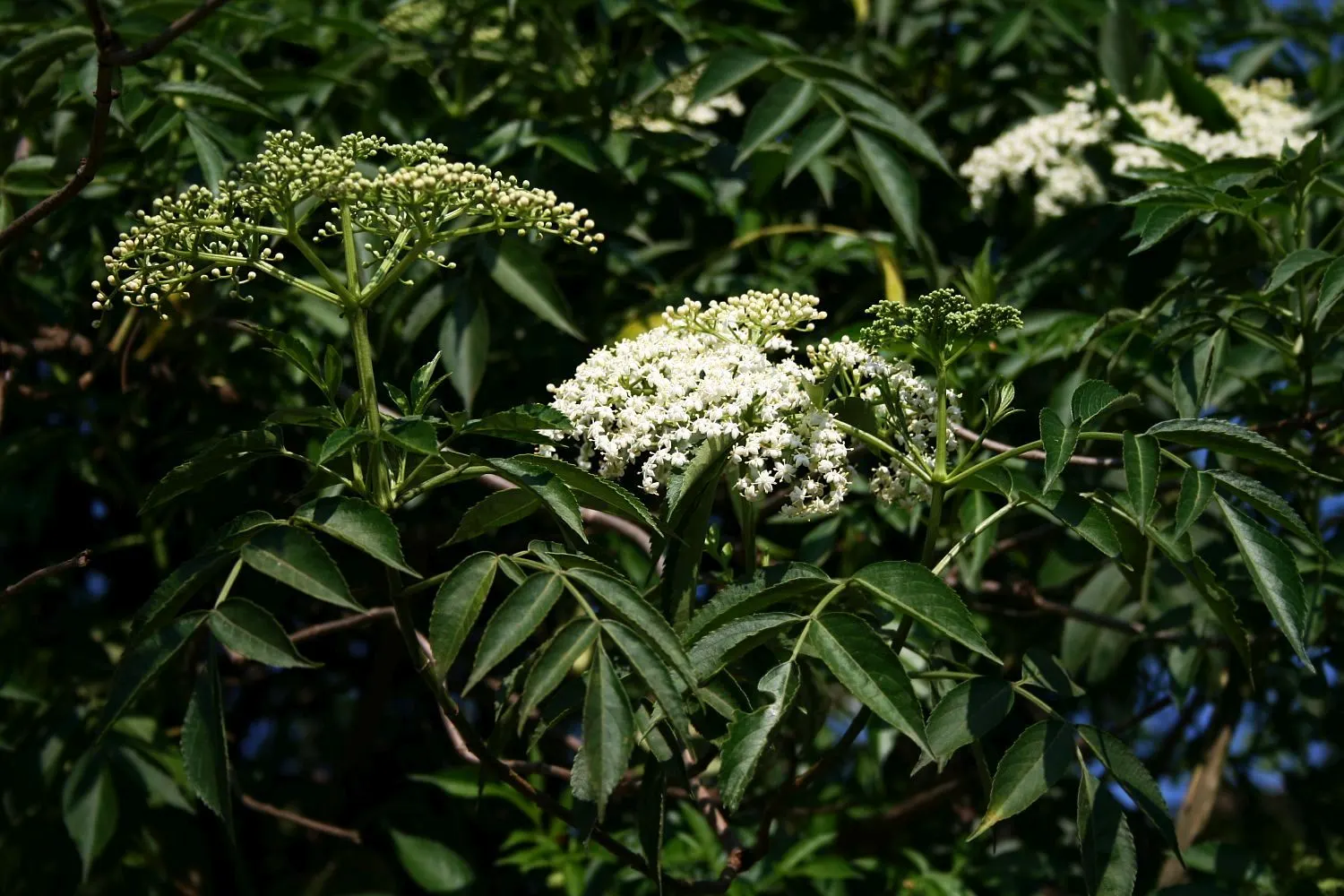 Elderberry (Sambucus Canadensis) — dark purple to black berries