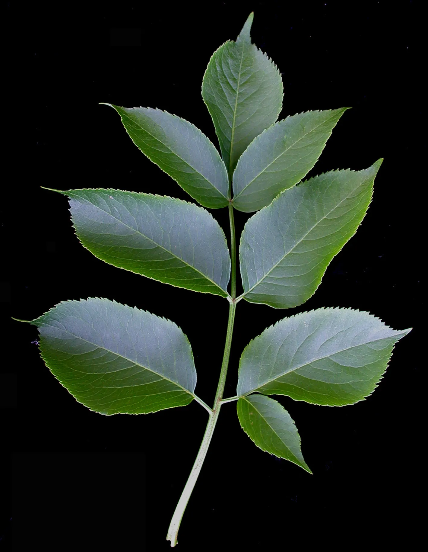 Elderberry (Sambucus Canadensis) — shrub with white blooms; dark purple to black berries