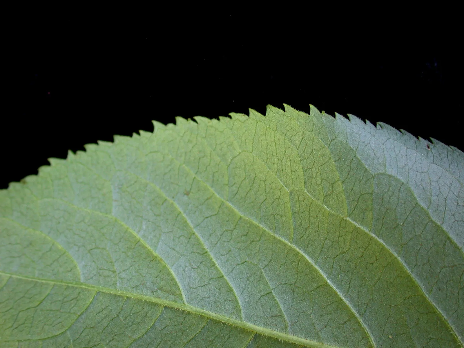 Elderberry (Sambucus Canadensis) — elderberry shrubs offer a lush