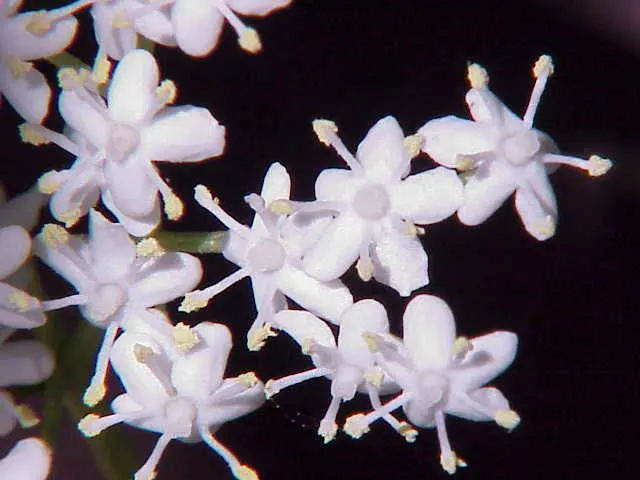 Elderberry (Sambucus Canadensis) — but can benefit from occasional pruning to maintain shape and encourage fruit production; elderberry shrubs offer a lush