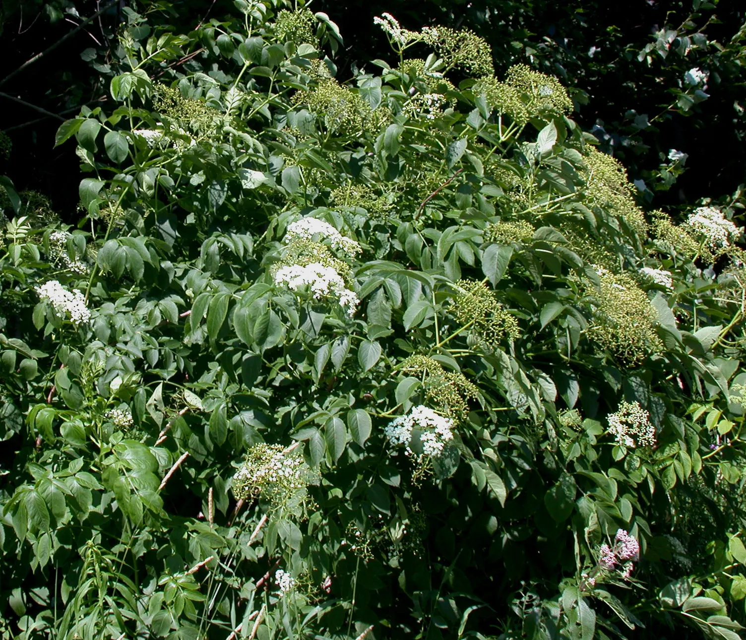 Elderberry (Sambucus Canadensis) — This deciduous shrub grows to 5-12 feet high and wide, thriving in full sun to partial shade; white flowers in the garden