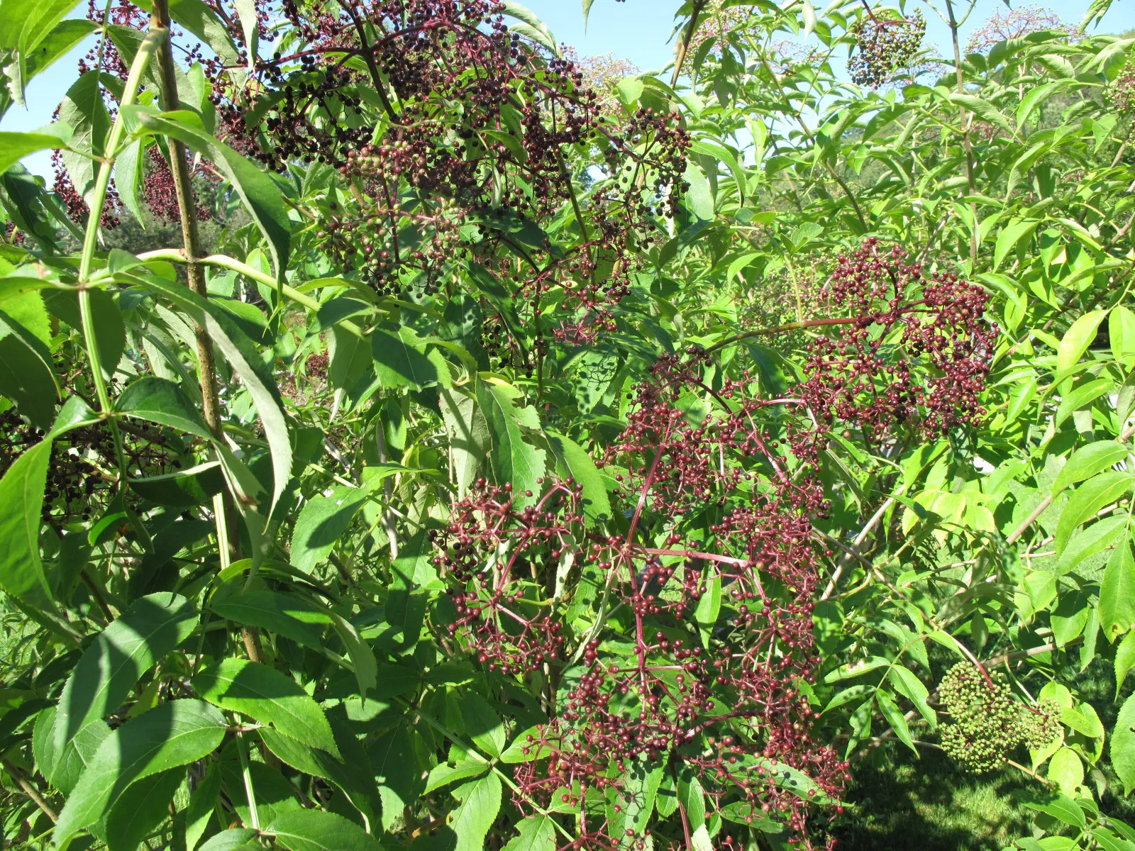 Elderberry (Sambucus Canadensis) — Ideal for naturalized settings, it offers culinary value and supports pollinators; in the late spring to early summer