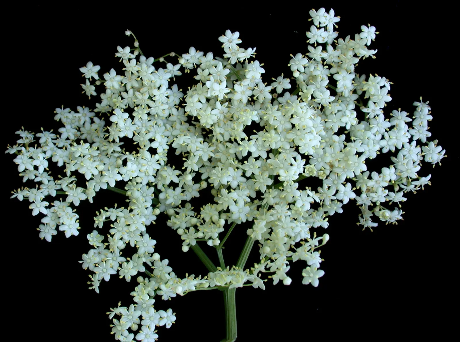 Elderberry (Sambucus Canadensis) — white flowers in the garden