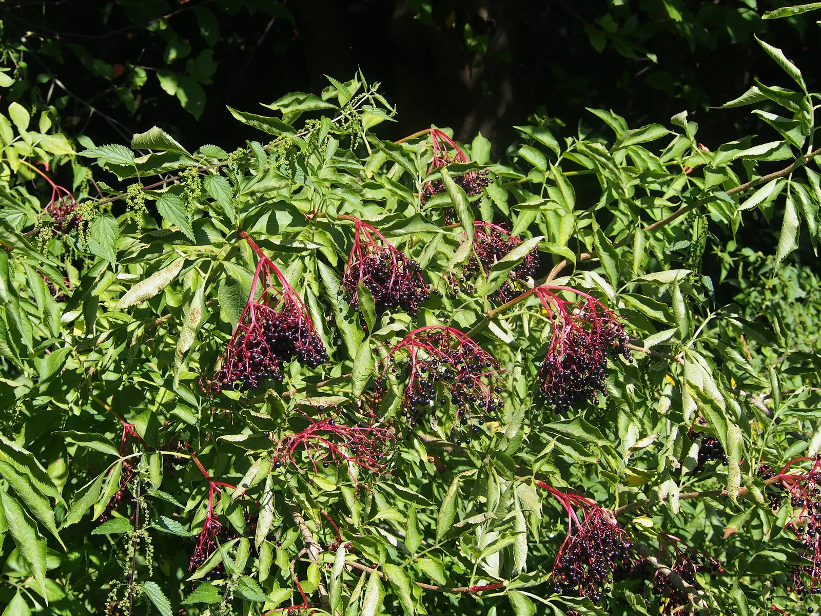 Elderberry (Sambucus Canadensis) — each leaflet measuring 2 to 6 inches long; they are relatively low-maintenance, image 65