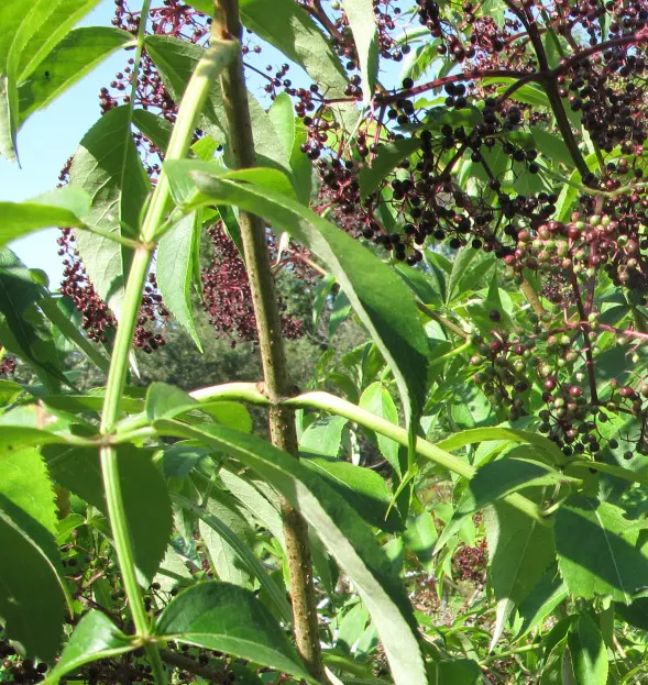 Elderberry (Sambucus Canadensis) — about 1/4 inch in diameter; providing nectar for pollinators, image 72