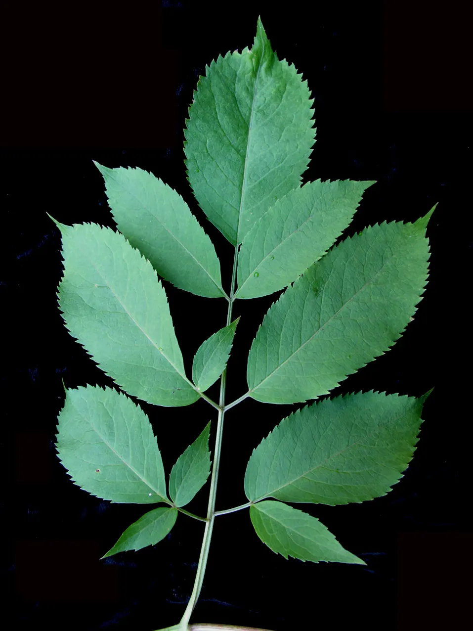 Elderberry (Sambucus Canadensis) — Typically growing to a mature height of 5 to 12 feet