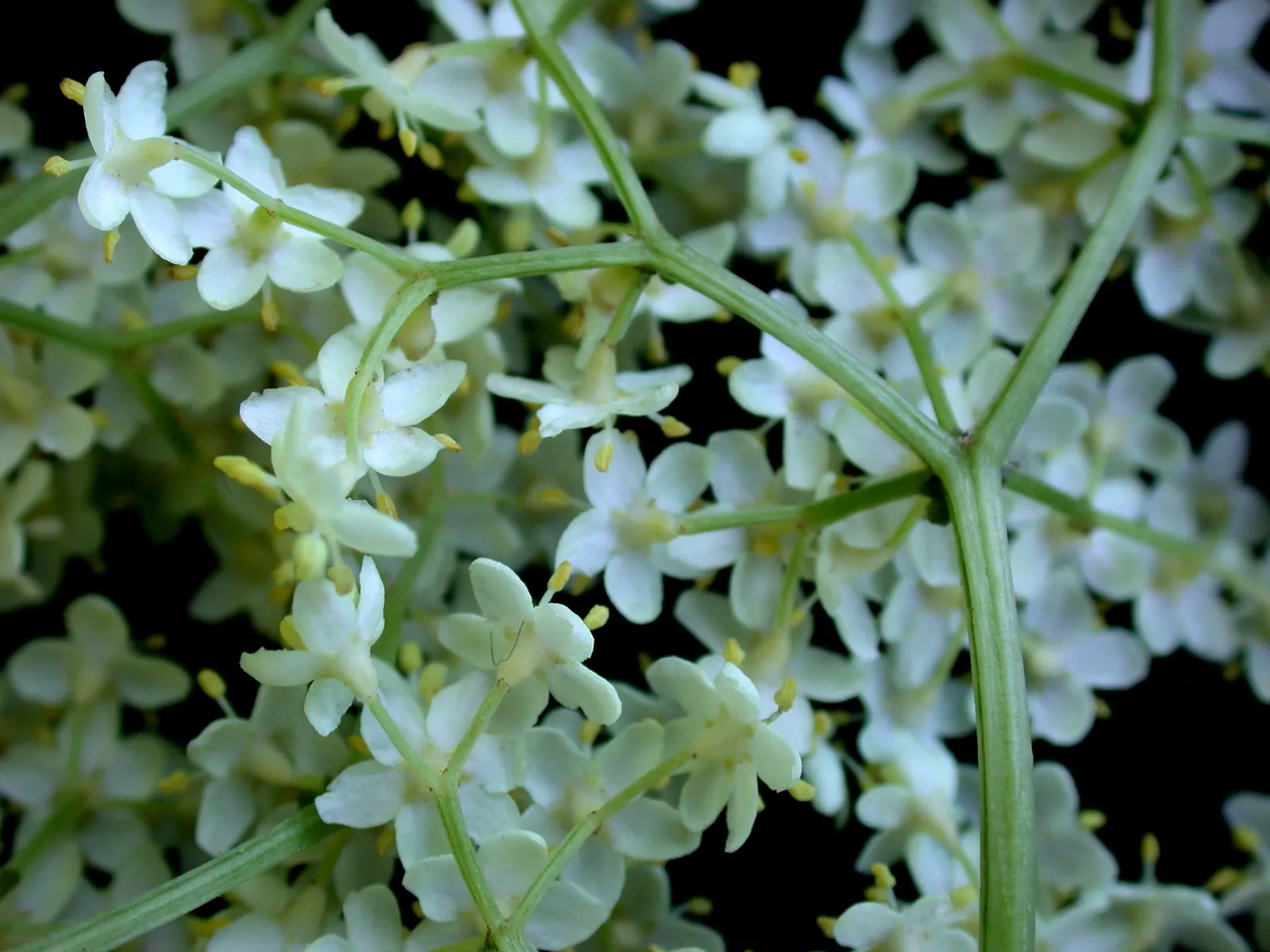 Elderberry (Sambucus Canadensis) — The plant thrives in USDA Hardiness Zones 3 through 9