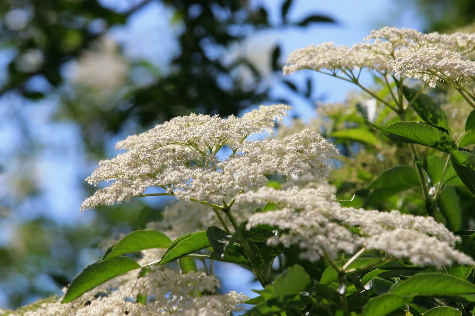 Elderberry (Sambucus Canadensis) — dark purple to black berries; typically growing to a mature height of 5 to 12 feet