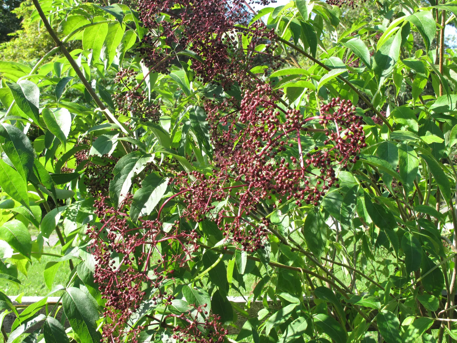 Elderberry (Sambucus Canadensis) — features clusters of small white-to-cream flowers in spring; each leaflet measuring 2 to 6 inches long