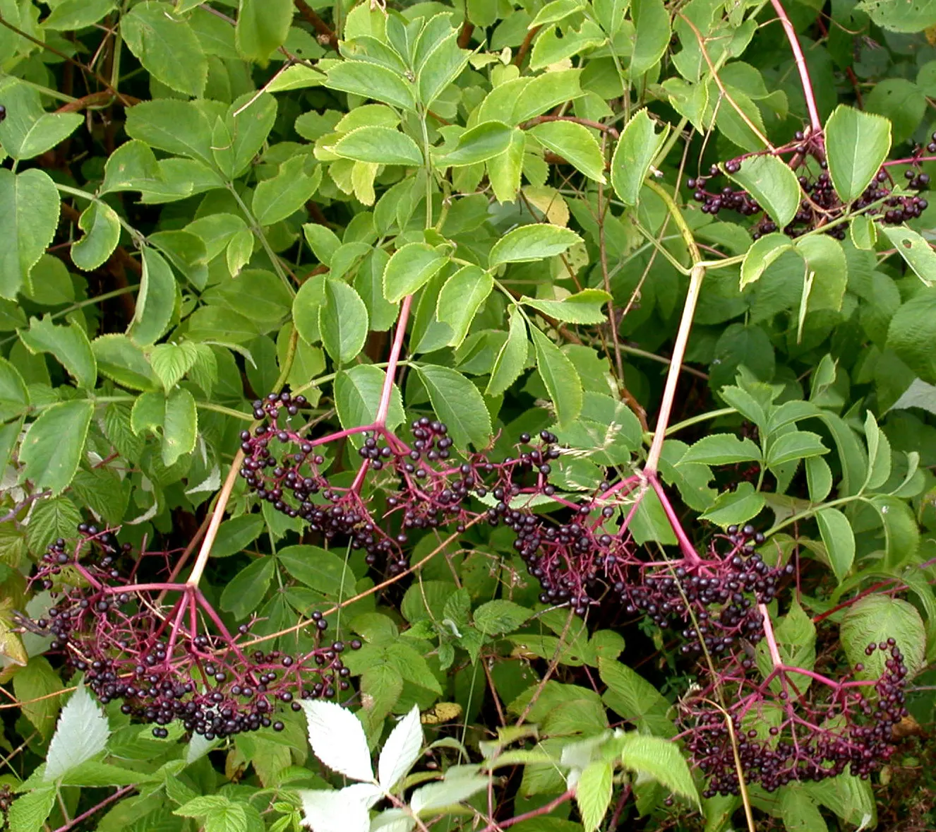 Elderberry (Sambucus Canadensis) — Ideal for naturalized settings, it offers culinary value and supports pollinators