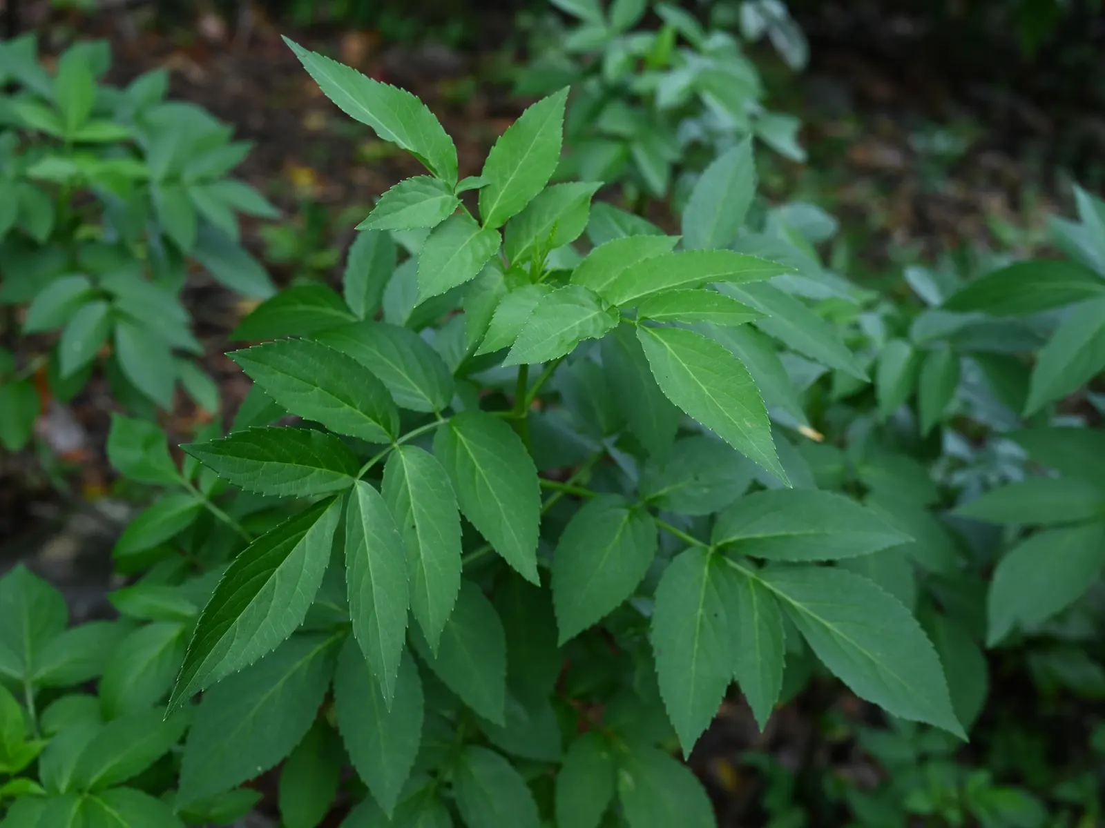 Elderberry (Sambucus Canadensis) — providing nectar for pollinators; but can benefit from occasional pruning to maintain shape and encourage fruit, image 69
