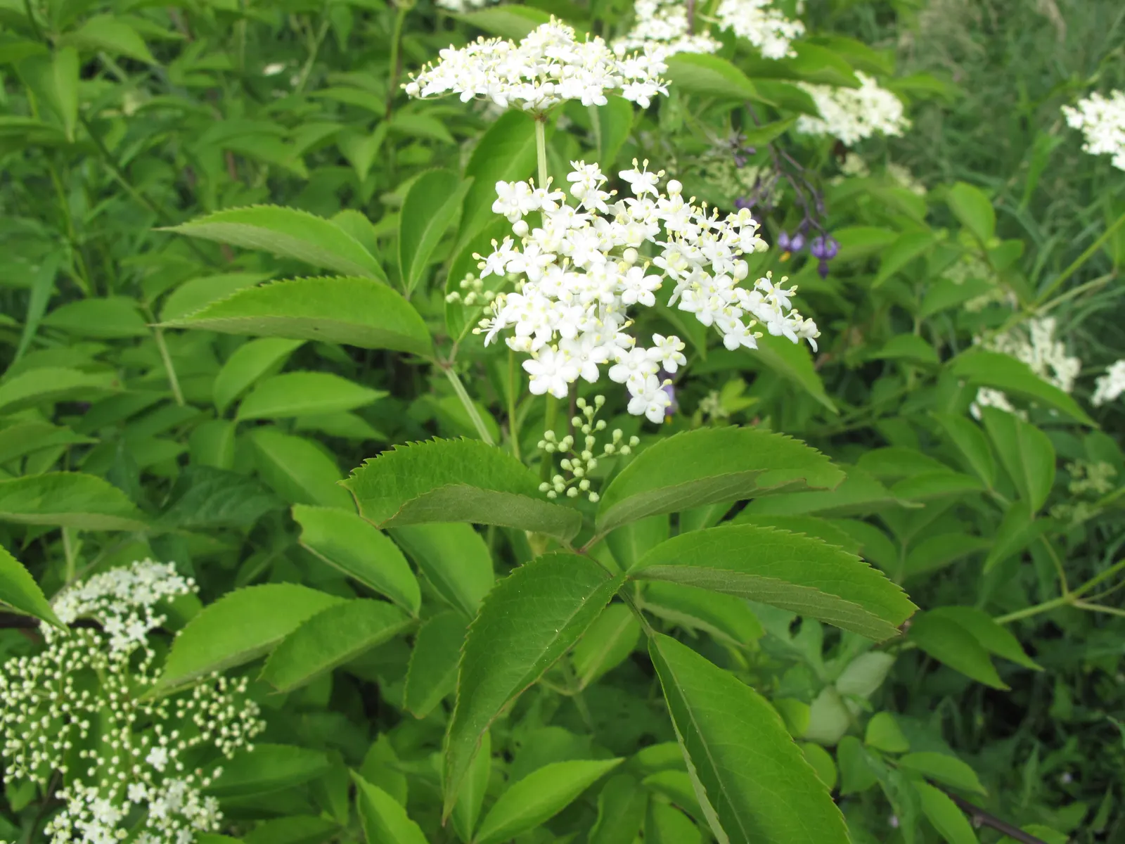 Elderberry (Sambucus Canadensis) — while also providing potential edible yields for the homeowner